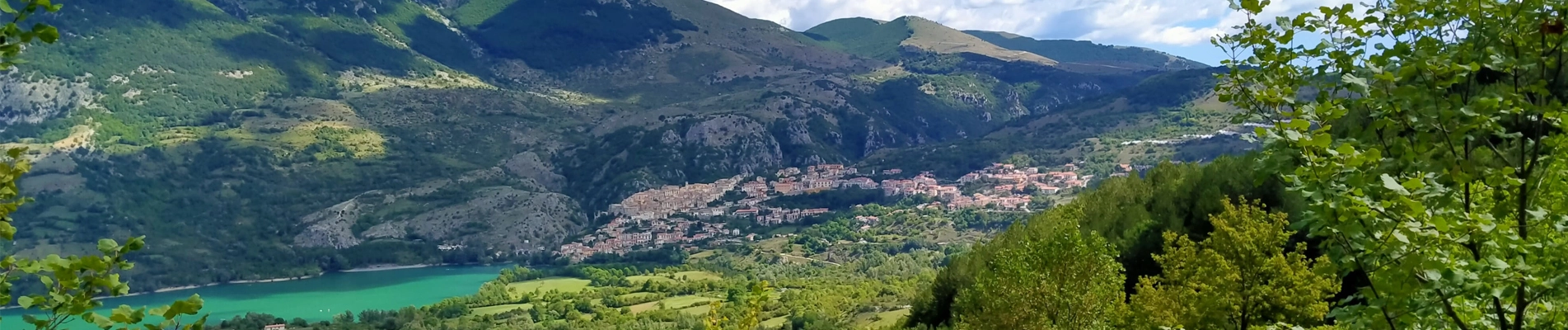 Cerca nel sito